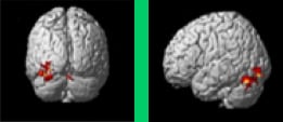 le cerveau et la mémoire