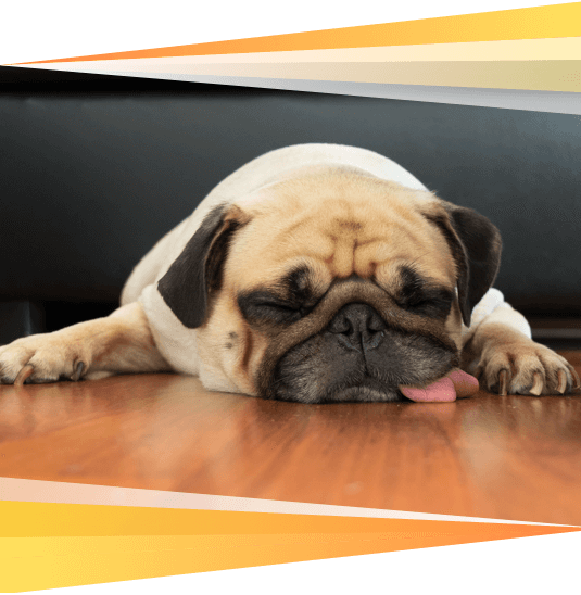 Petit chien fatigué